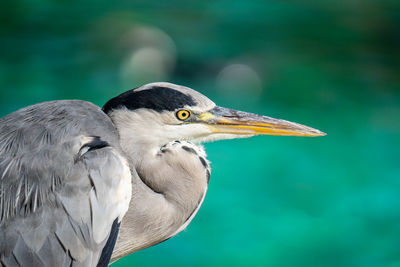Close-up of a bird