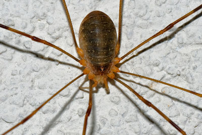 Close-up of insect