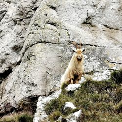 Great orme goat llandudno north wales 