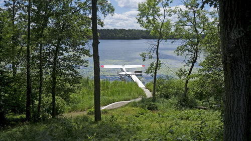 Scenic view of lake by trees in forest