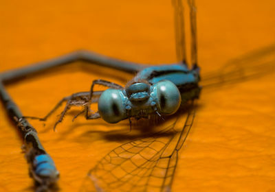 Close-up of an insect against blurred background