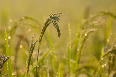 Close-up of wet plant on field