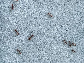 High angle view of insect on wall