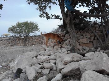 Horse standing on rock against sky