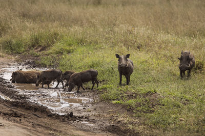 Sheep walking in a field