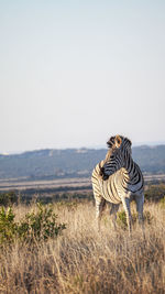 Zebras on a field