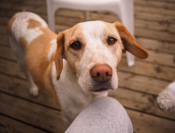 Close-up portrait of dog looking up