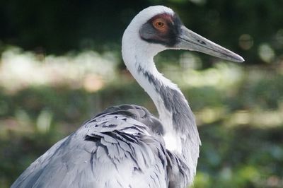 Close-up of grey bird