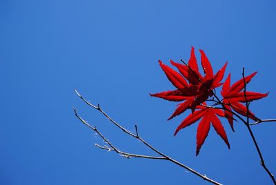 Low angle view of plant against clear blue sky