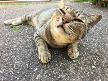 High angle view of a cat lying on road