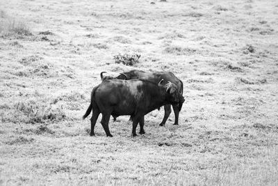 Horses in a field