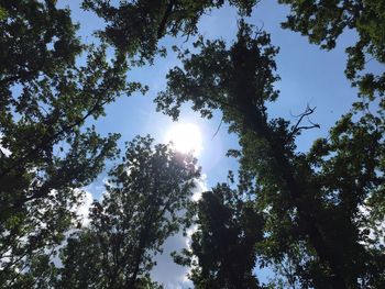 Low angle view of trees against sky