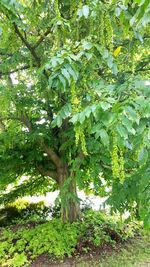 Low angle view of trees