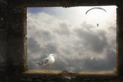 Low angle view of seagulls perching on the sky