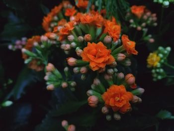 Close-up of orange flowers blooming outdoors