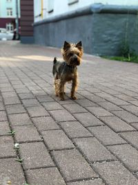 Dog sitting on footpath