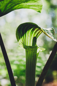 Close-up of fresh green leaf