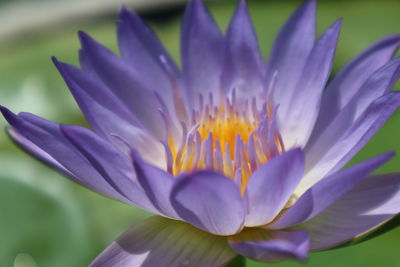 Close-up of purple water lily