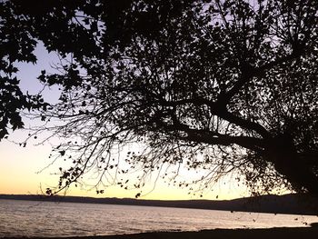 Silhouette tree by sea against sky during sunset