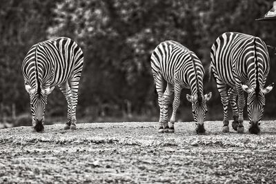 Zebra crossing in a field