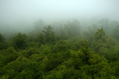 Trees in forest during foggy weather