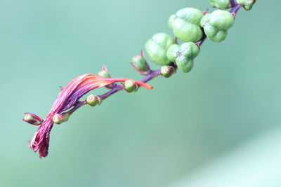 Close-up of purple flower buds