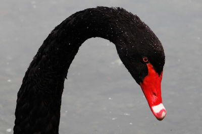 Close-up of swan swimming in lake