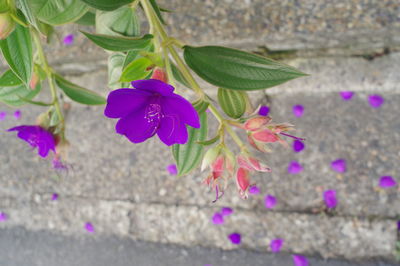 flowering plant