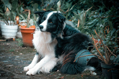 Portrait of dog sitting in backyard