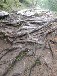 High angle view of trees growing in forest