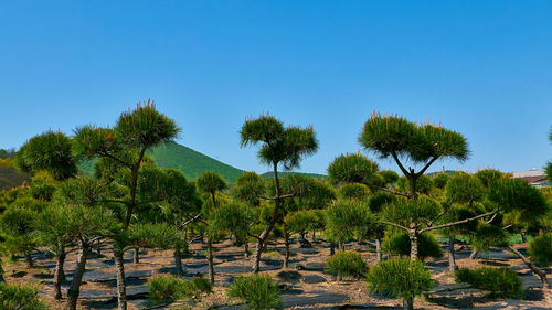 Palm trees against clear blue sky