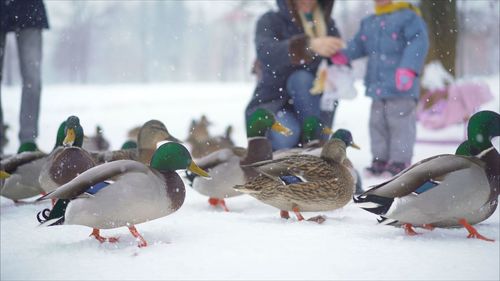 Flock of birds in snow