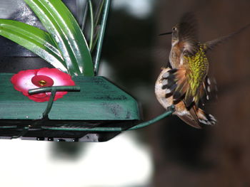 Close-up of butterfly perching on plant at night