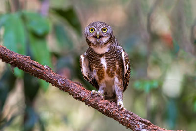 Beuatiful bird spotted owlet hunter of bird  on branch in park.