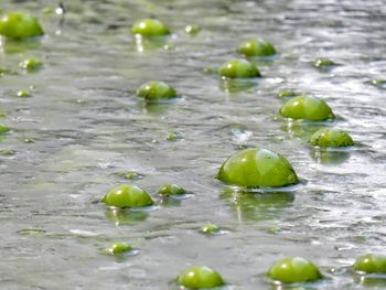 Green bubbles in puddle