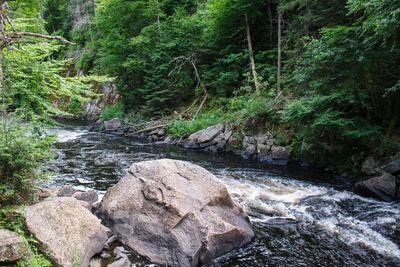 Scenic view of river amidst trees in forest