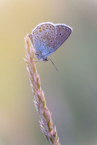 Common blue butterfly on the grass in sunset light