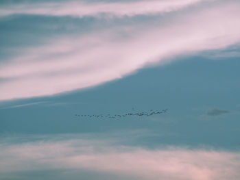 Birds flying in sky