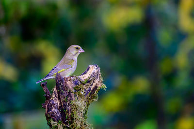 Close-up of bird perching on tree