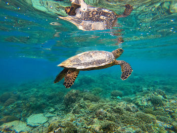 Close-up of turtle swimming in sea