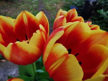Close-up of red tulip
