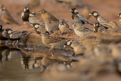 Flock of birds in lake