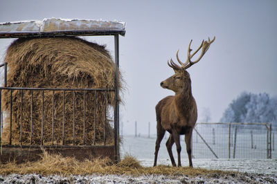 View of deer on field