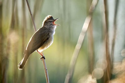 Close-up of bird perching on plant