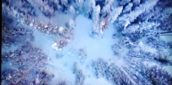 Full frame shot of snow covered trees