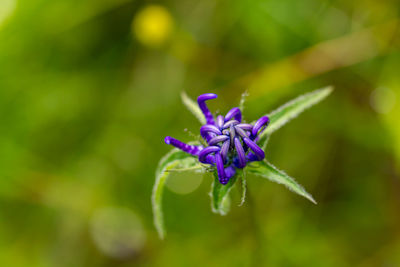 Close-up of purple flowering plant