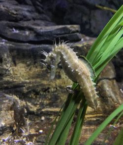 Close-up of insect on water