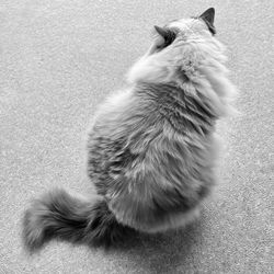 A black and white photo of the back of a ragdoll cat, looking off into the distance.