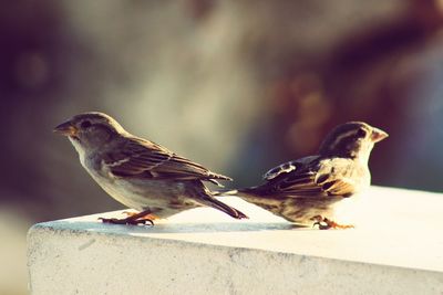 Bird perching on a wall