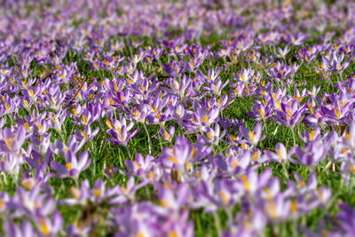 Close-up of purple flowering plants on field